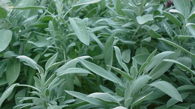 Efectele miraculoase ale salviei. Nimeni nu se aştepta să vindece at&acirc;t de multe boli