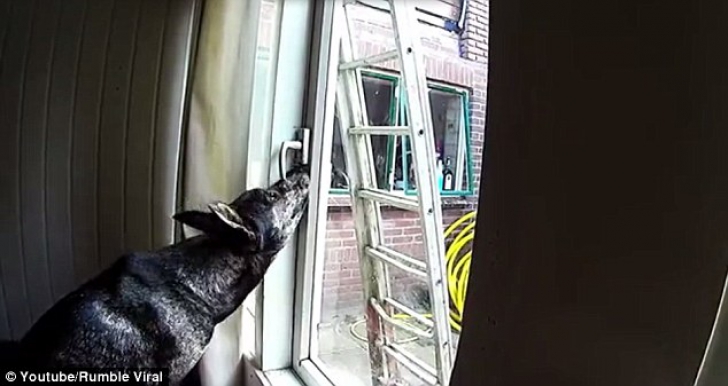 Cum evadează un câine dintr-o cameră închisă