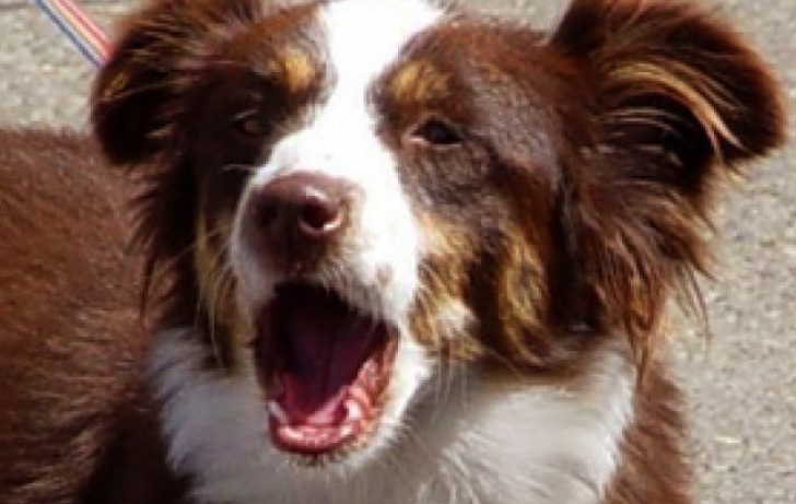 Ce spun câinii atunci când latră? Hămăitul lor comunică informaţii importante