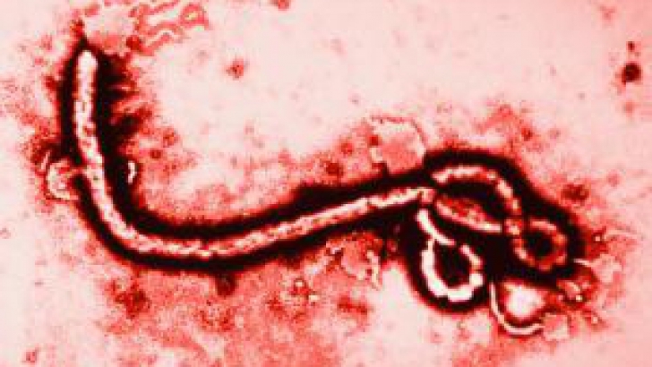 Un "caz suspect" de infectare cu virusul Ebola a fost detectat duminică, la Stockholm