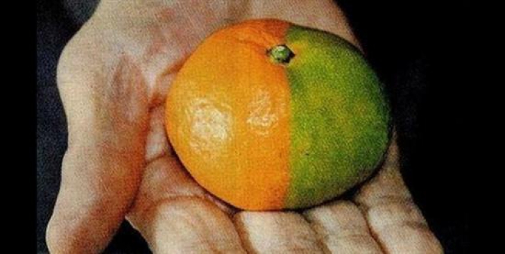 Urmarile dezastrului nuclear de la Fukushima: fructe, legume si animale mutant