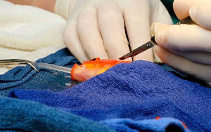 George, peştişorul auriu operat cu succes de un medic veterinar australian