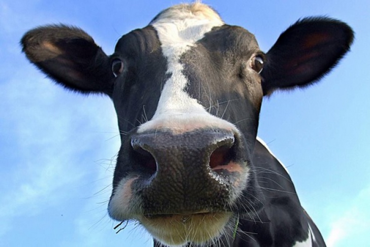 ANSVSA: România nu mai vinde bovine şi ovine vii către ţările UE, decât pentru sacrificare imediată