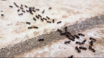 Ce se întâmplă dacă mănânci furnici. Nimeni nu îşi imagina aşa ceva