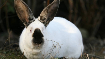 Uriaşul de Transilvania. Prima rasă românească de iepuri, creată de un clujean