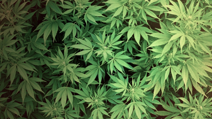 Poliţiştii orădeni au capturat 150 de kilograme de marijuana din locuinţa unui tânăr 