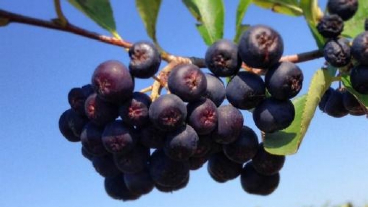 Fructele de aronia, o noua speranta in lupta impotriva cancerului