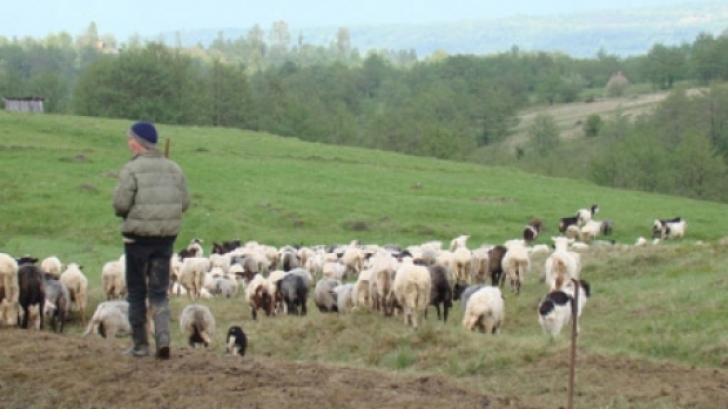 Aroganța supremă a unui cioban din Poiana Sibiului