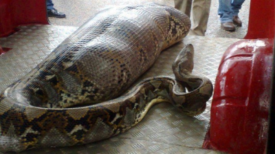 ÎNSPĂIMÂNTĂTOR. Omul mâncat de viu de o anaconda uriaşă