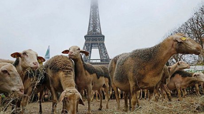 Fermierii francezi şi-au adus OILE la Turnul Eiffel în semn de protest faţă de lupii protejaţi