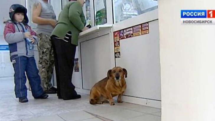 Un câine fidel își așteaptă de doi ani stăpânul care nu se va mai întoarce niciodată