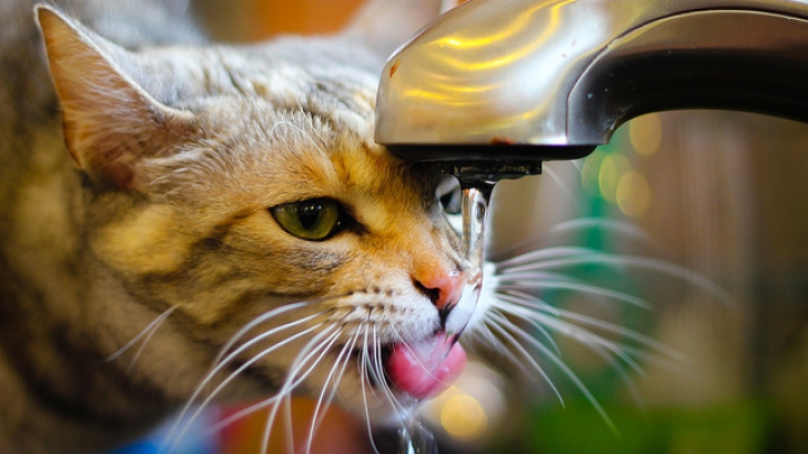 MISTER DESCIFRAT: Cum beau apă câinii şi pisicile?