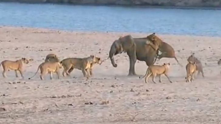 Un pui de elefant a fost atacat de 14 lei. Ce a urmat întrece orice imaginație