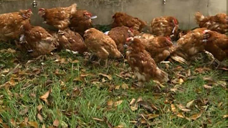 Anchetă sanitară în Alba după ce o firmă a îngropat peste 22.000 de găini moarte. Firma, în faliment