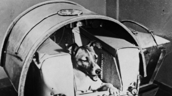 Adevărul crunt despre moartea Laikăi, primul câine astronaut