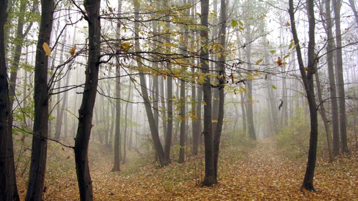   Descoperire uluitoare într-o pădure din România