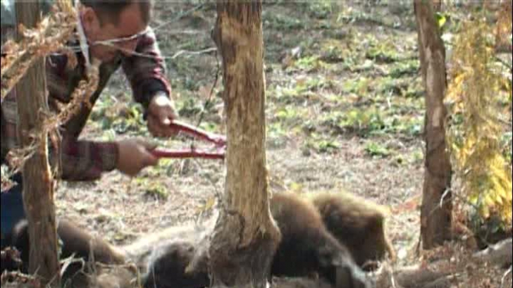 Un urs a fost eliberat dintr-un laț