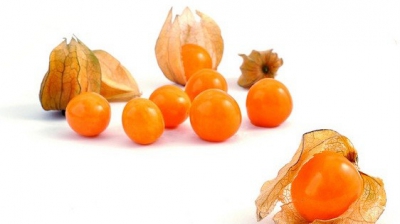 Physalis