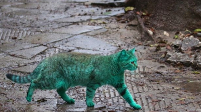 Misterul pisicii verzi! O nouă specie sau victimă?