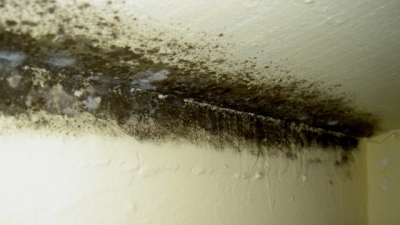 Cum înlăturaţi mucegaiul de pe pereţi. Reţeta bunicii