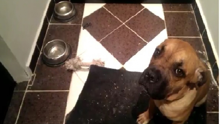 Cel mai vinovat câine din lume, REACŢIA care a devenit virală pe internet
