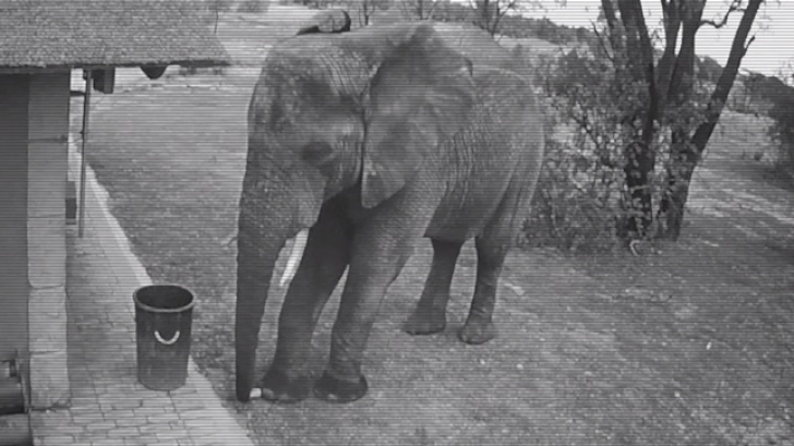 Gestul unui elefant - lecţie pentru oameni