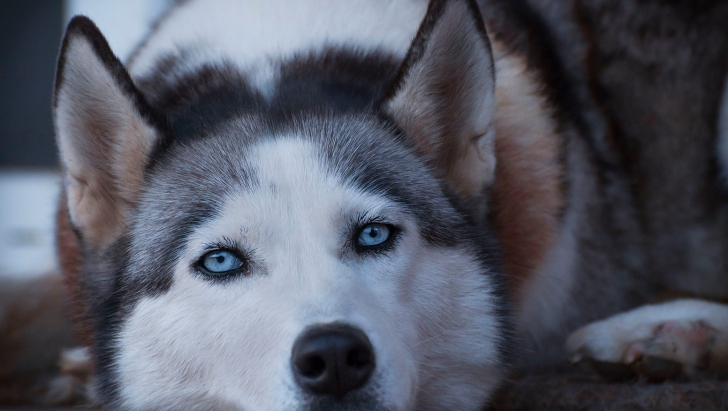 Un husky dintr-o clinică veterinară a uimit pe toată lumea! Ce a făcut după ce a scăpat din cușcă