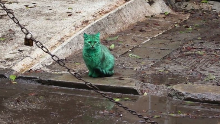 Pisica dormea intr-un garaj plin de materiale sintetice vopsite în verde