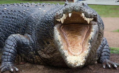 ŞOCANT: Un crocodil a ucis şi mâncat o femeie însărcinată. Ce a făcut soţul acesteia e de NEIMAGINAT