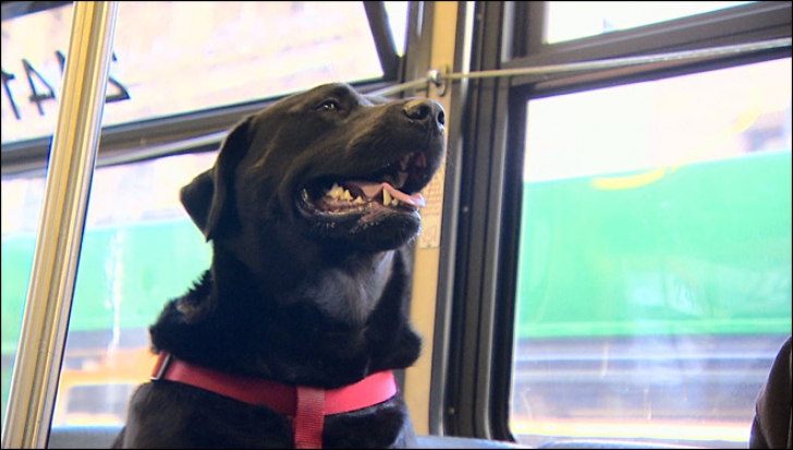 Un câine călătorește zilnic cu autobuzul 