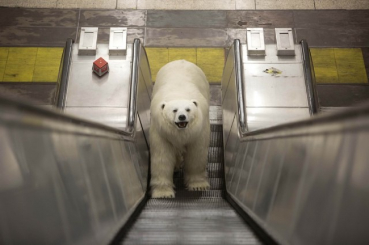 Ursul polar, apariţie inedită la Londra