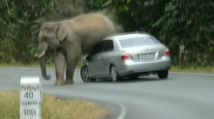 Atacul elefanților: Elefanții au atacat mai multe obiective din parcul național