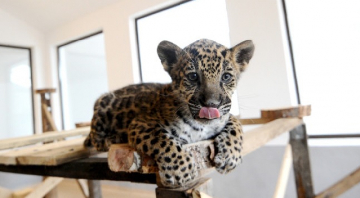Un pui de jaguar, adoptat de o cățelușă, la o grădină zoo din România