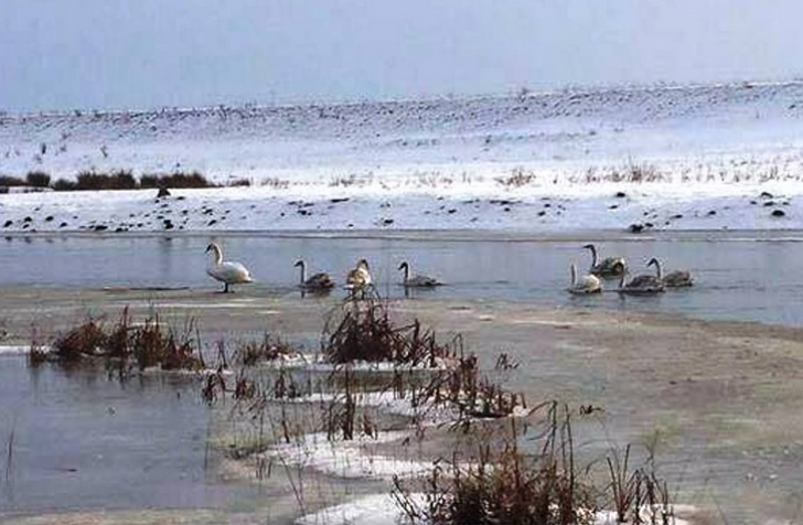 APARIŢIE SPECTACULOASĂ pe Râul Bega, în Timiş