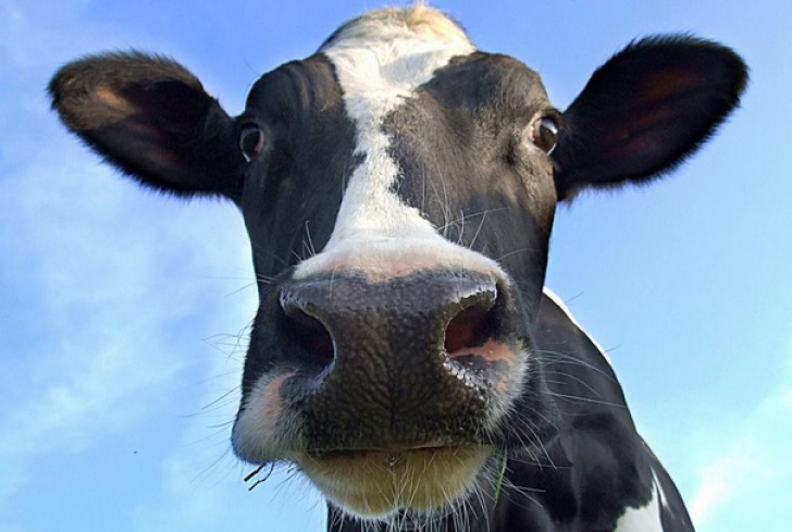 Caz atipic de boala vacii nebune, în Covasna