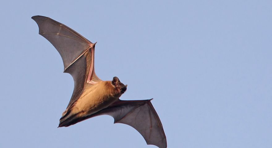 Spital din Iași, luat cu asalt de lilieci! Cum au ajuns mamiferele în incinta unității medicale: imagini incredibile VIDEO