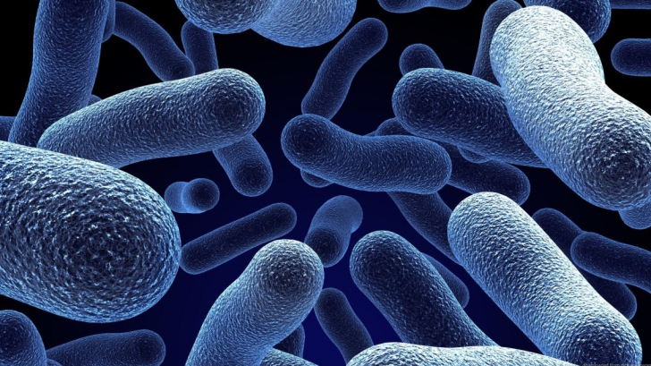 Bacteriile bune din organismul nostru. Iată ce semnale trimit către creier