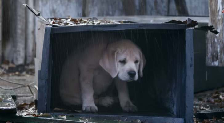 „Cățelul pierdut”, clipul care a cucerit Youtube-ul și finala Super Bowl