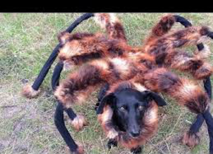 Horror! Acesta a fost cel mai popular clip pe youtube, în 2014! Peste 130 de milioane...