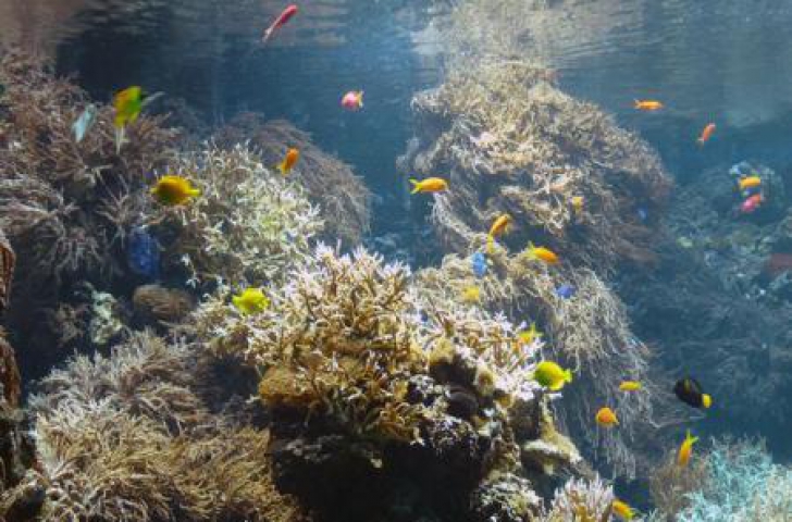 Marea Barieră de Corali riscă să ajungă o "groapă de gunoi"