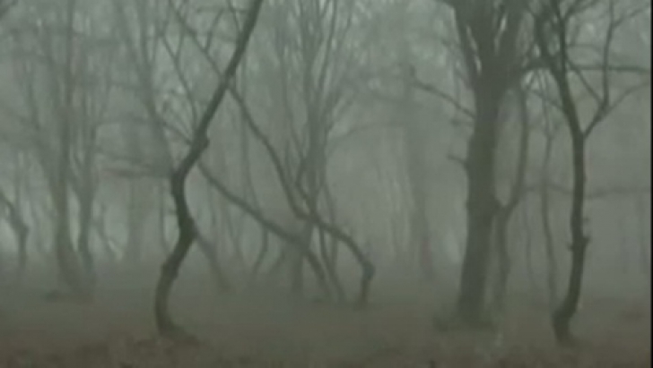 Descoperire şocantă în "pădurea bântuită" din Cluj