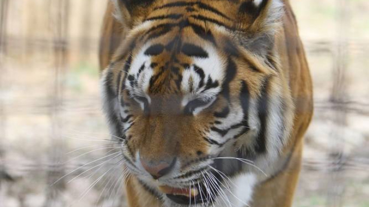 Un tigru de la Zoo a scăpat de depresie cu ajutorul a doi şoricei