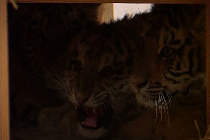 Noile atracţii de la Zoo Braşov: trei pui de tigru siberian VIDEO