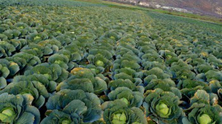 &Icirc;ţi place varza? Iată 15 efecte miraculoase de care beneficiezi c&acirc;nd o măn&acirc;nci