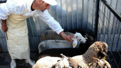 C&acirc;t costă carnea de miel