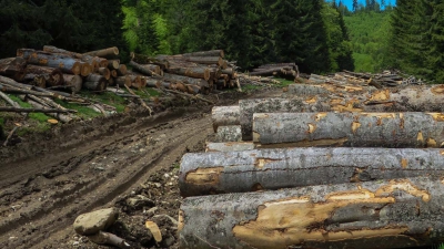 Defrişări nemiloase în Parcul Naţional Retezat: 35 de hectare de pădure vor fi tăiate treptat 