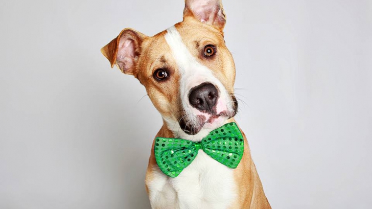 Proiect superb al unui adăpost, pentru ca animalele să fie adoptate mai ușor