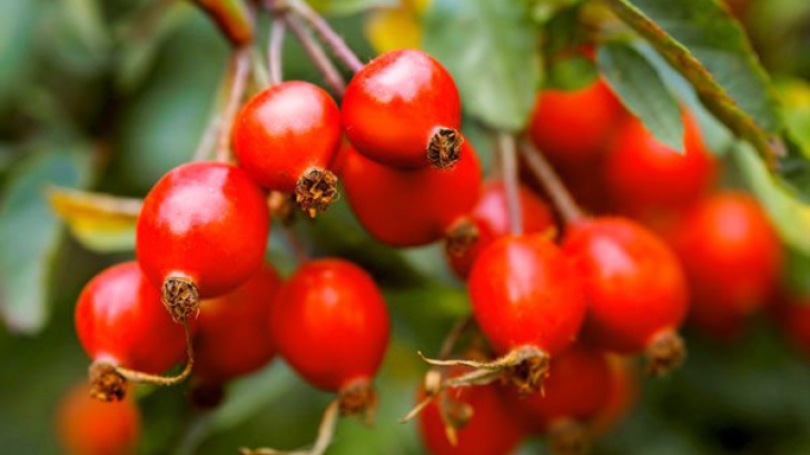 Fructe de pădure sănătoase – Ceaiul de măceșe, leac pentru bolile de rinichi