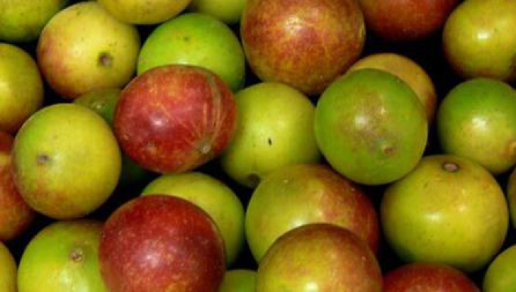 Oamenii de știință brazilieni evidențiază proprietățile fructului de camu-camu