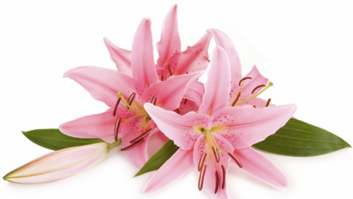 Cele mai frumoase flori de 8 martie şi simbolistica lor